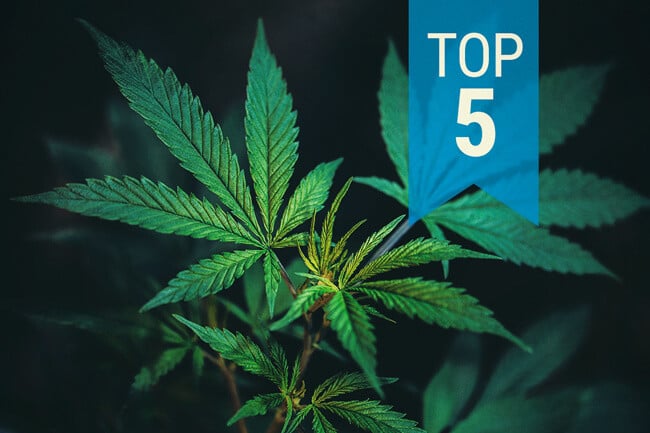 Top 5 Populairste CBD-Rijke Soorten van 2025