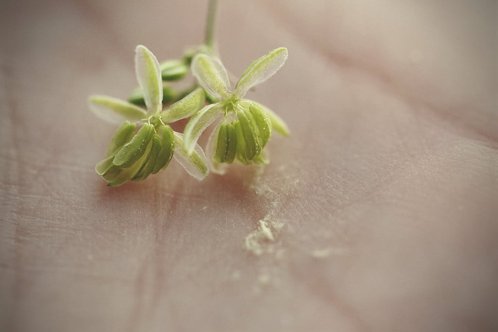 Cannabis-stuifmeel: wanneer, waarom en hoe te gebruiken