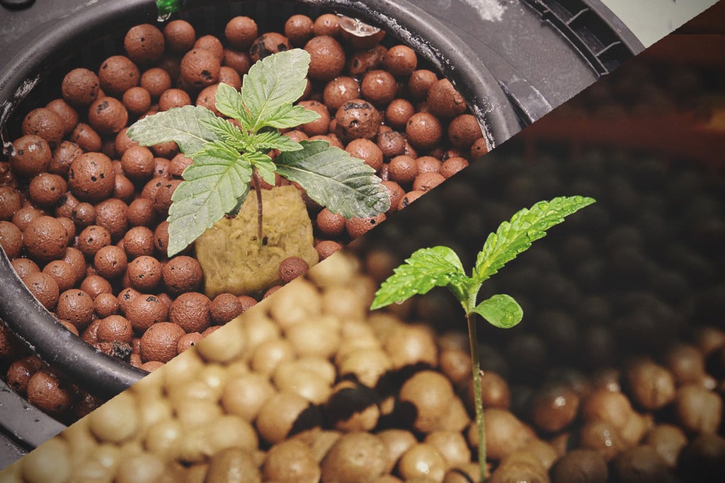 Cannabis hydroponics: binnen vs. buiten