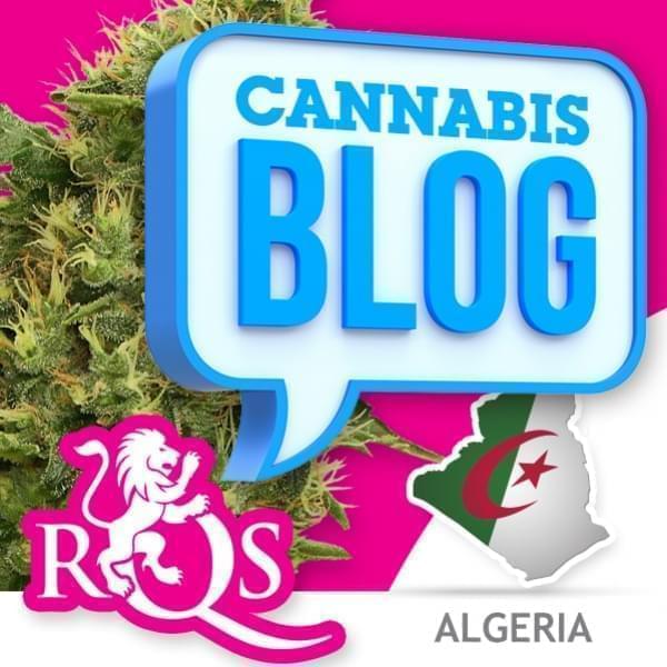 Cannabis in Algerije