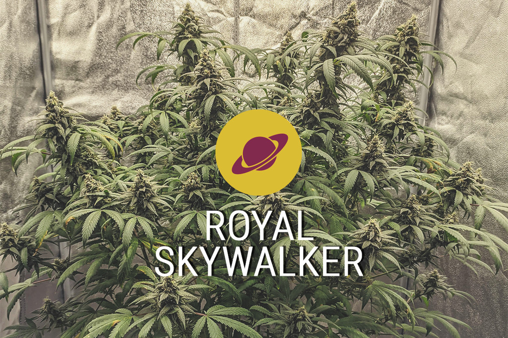 Cannabis strain Royal Skywalker 
