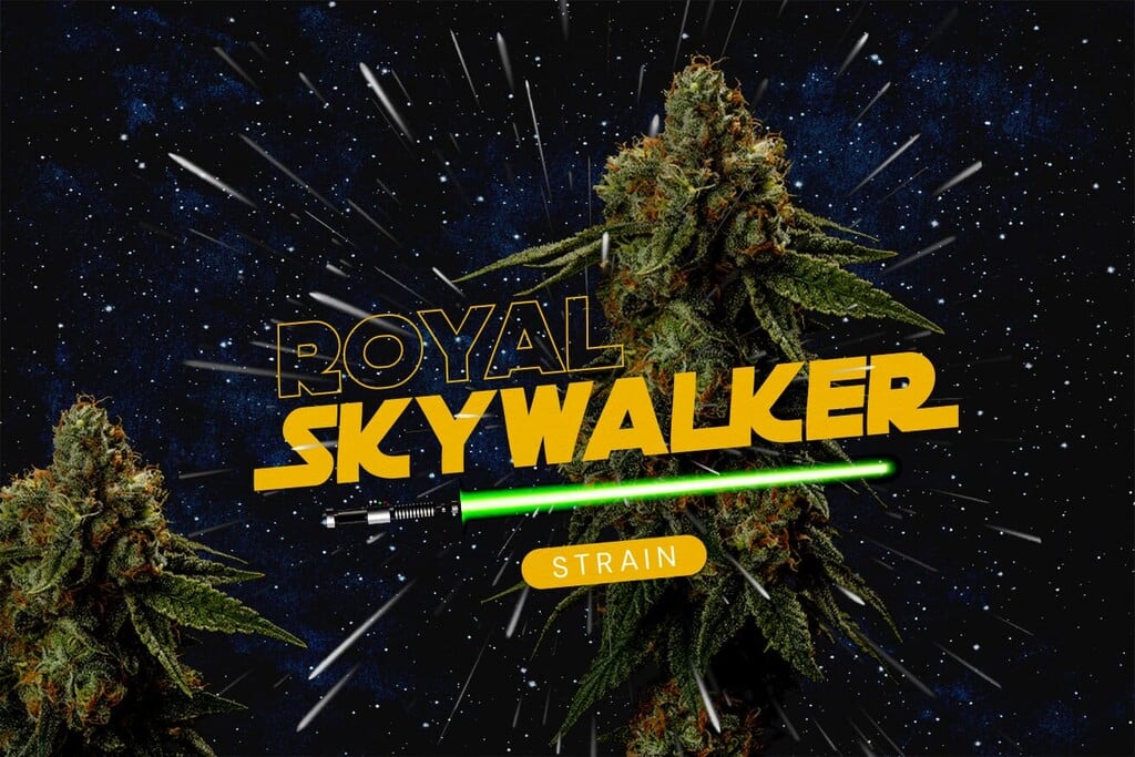 Royal Skywalker strain review: genen, effecten, smaak en kweekgids
