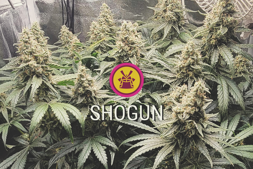 Shogun: productief, paars en sterk