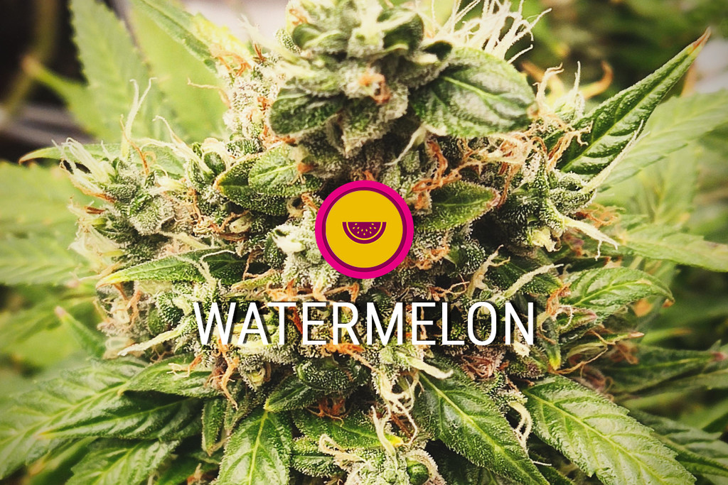 Watermelon strain