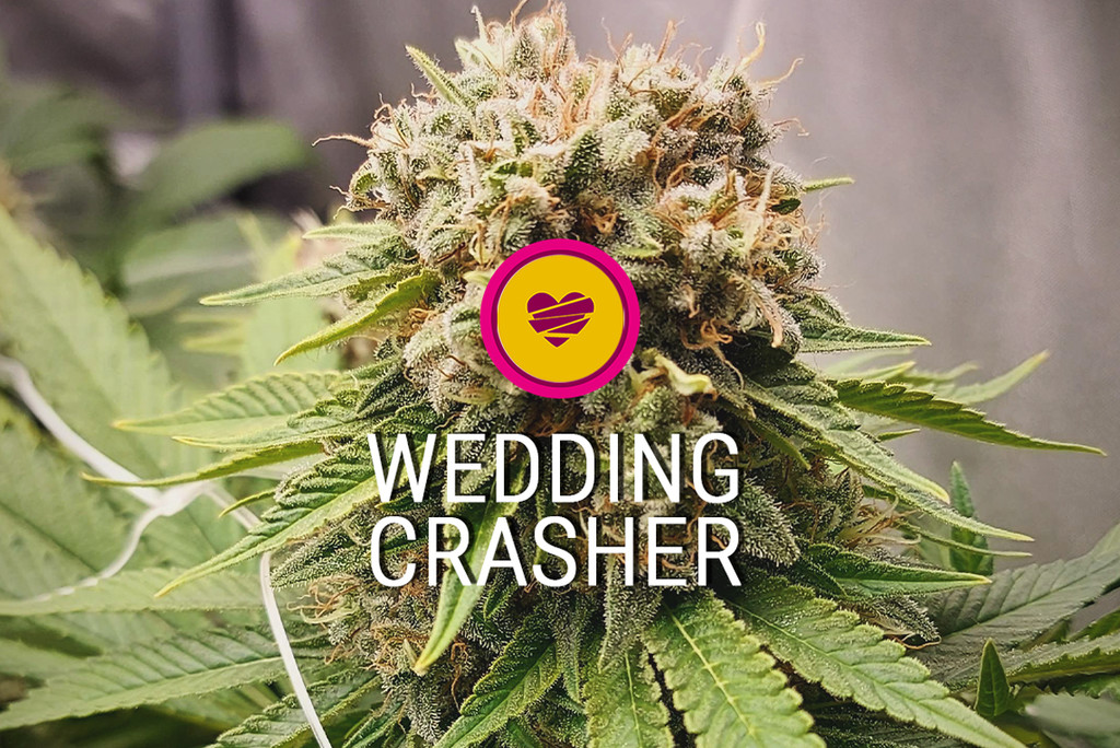 Wedding Crasher strain