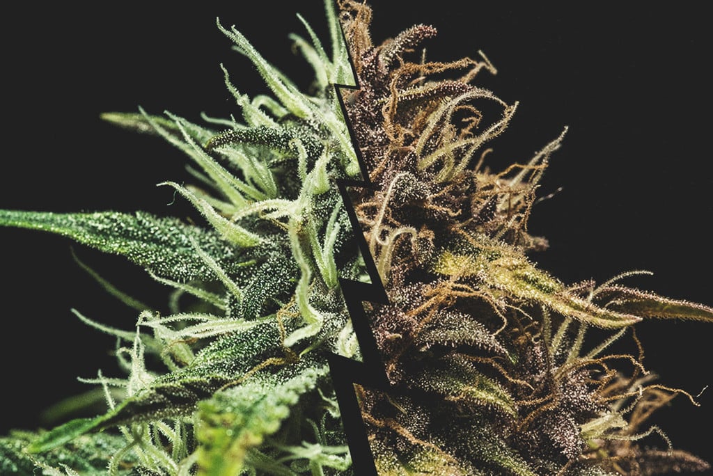 Alles over de rijpende toppen van wietplanten