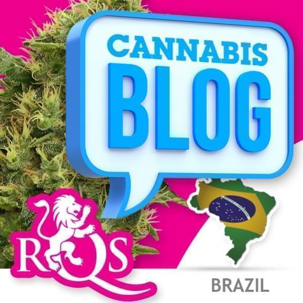 Cannabis in Brazilië