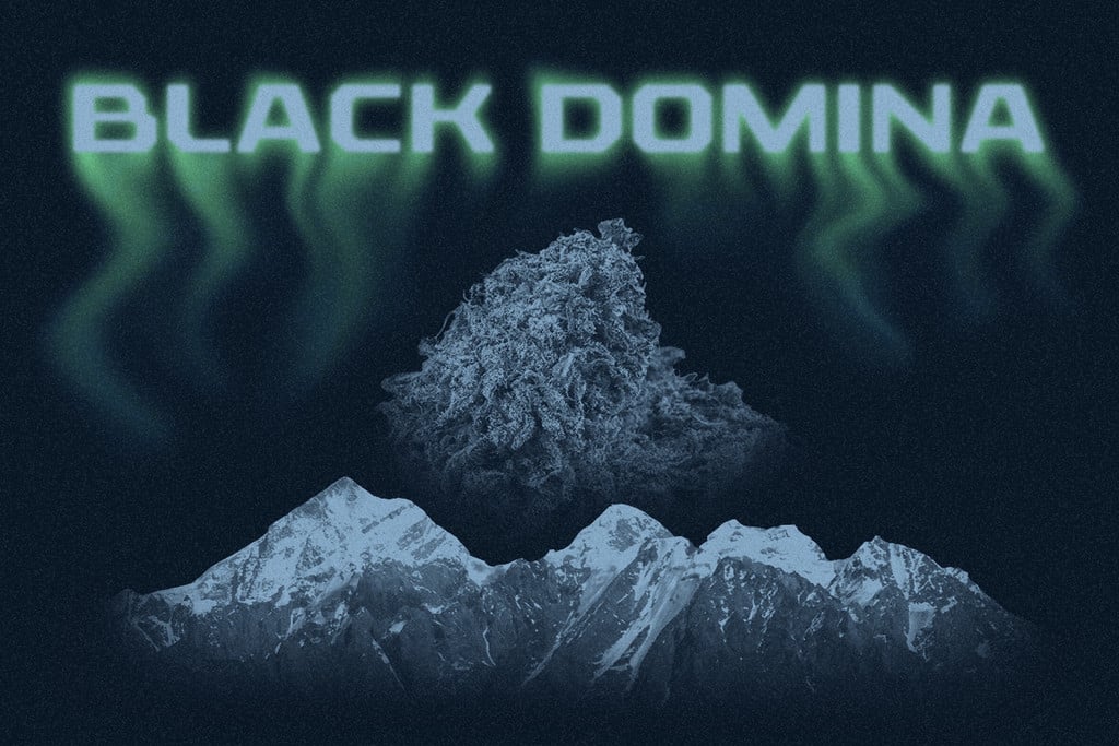 Black Domina: de nakomeling van echte indicatoppers