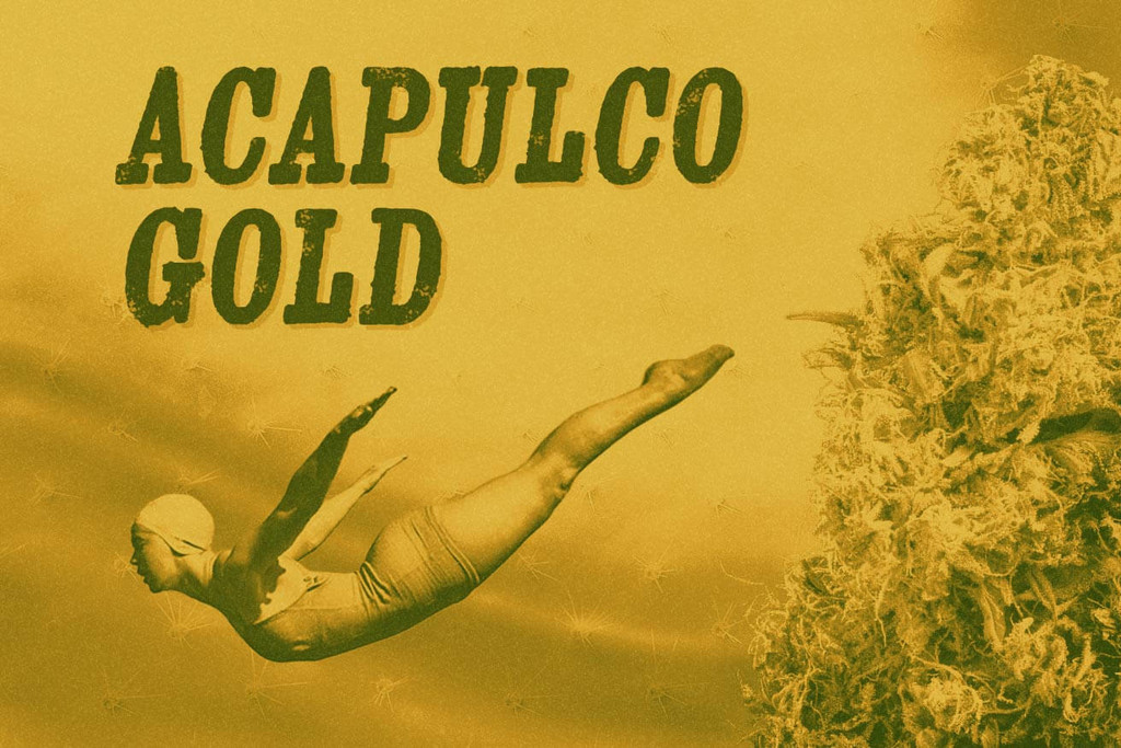 De soort Acapulco Gold