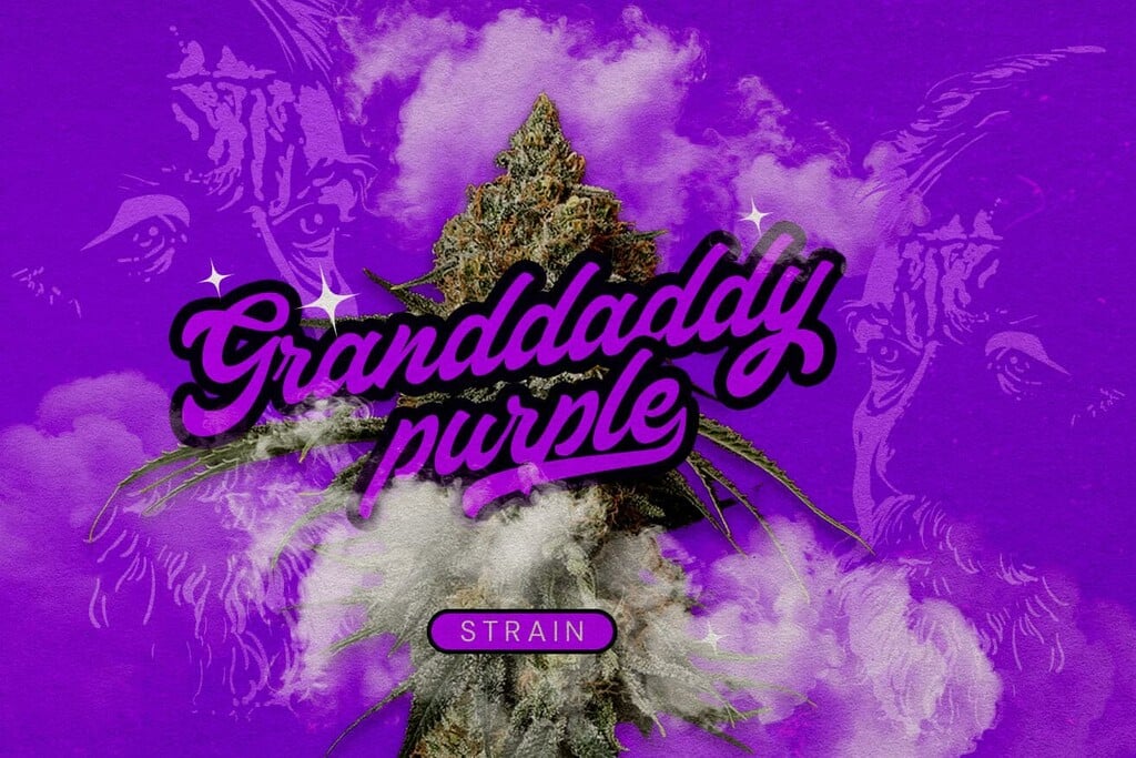 Granddaddy Purp strain: de koning van paarse wiet