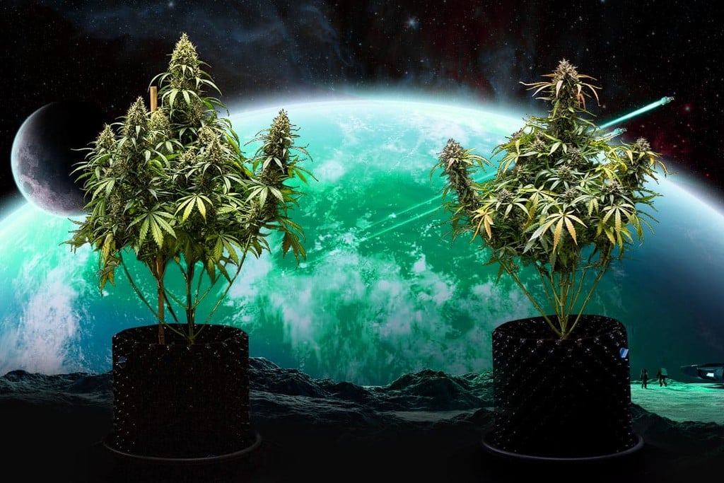Cannabis breeding: van landrassen tot F1-hybrides