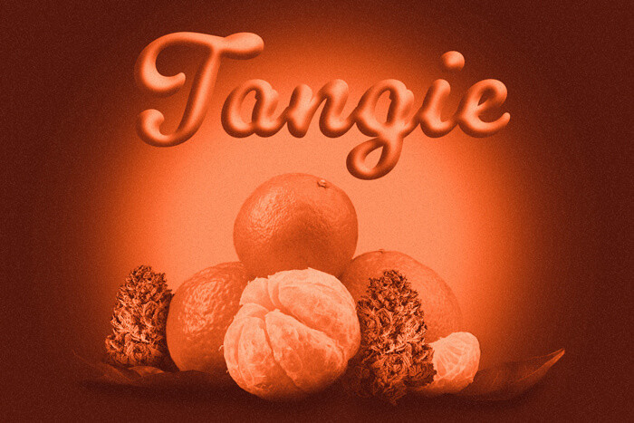 Tangie: een opwekkende sativa met de smaak van citrus 