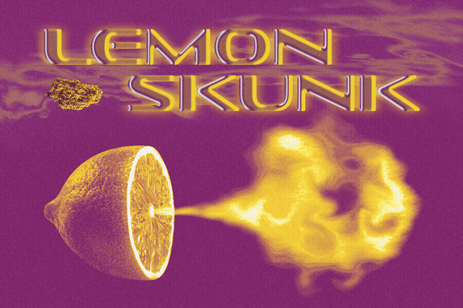 Lemon Skunk: bedwelmende explosie van citrus