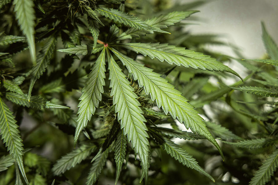 Hoeveel wietbladeren kan een wietplant ontwikkelen?