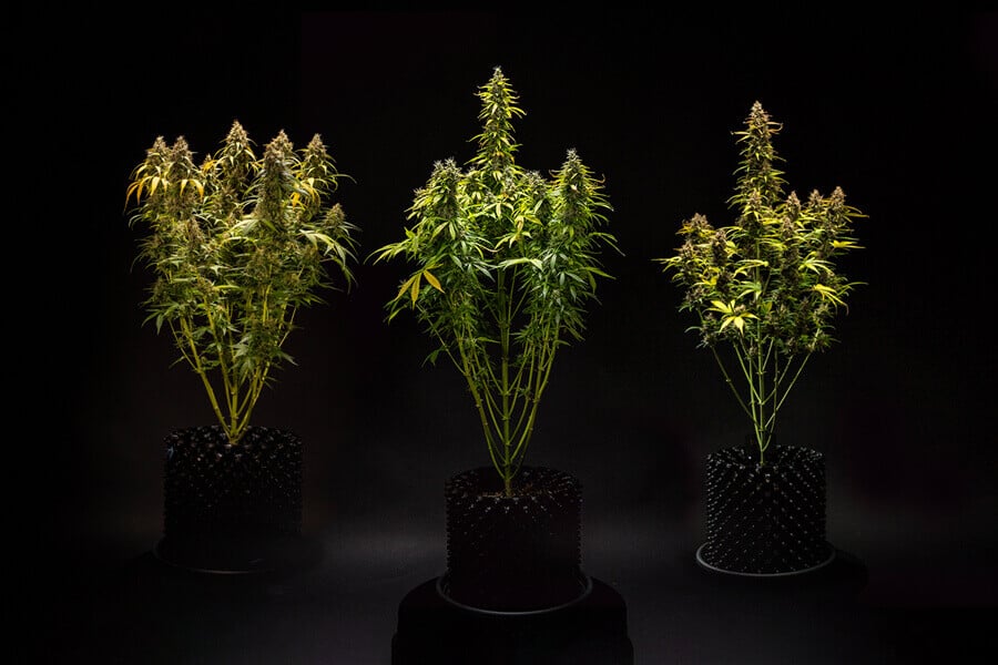 Hoe groot worden autoflowering wietplanten?