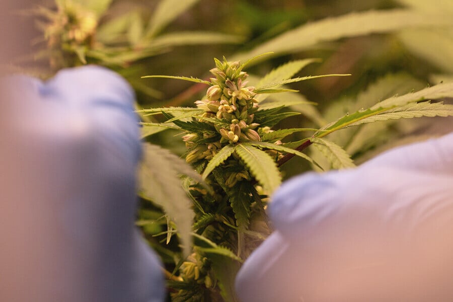 Alles wat je moet weten over de geslachtsbepaling van wietplanten