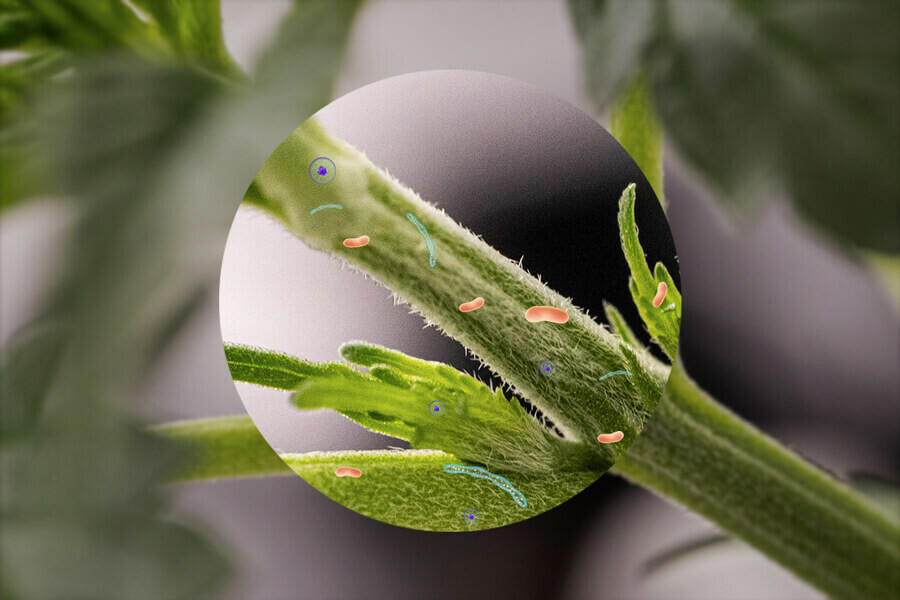 Cannabis endofyten: het microbioom van de wietplant