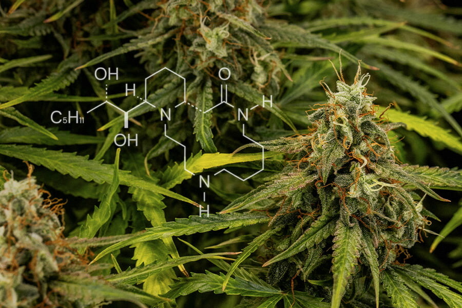 Cannabis Chemie: Alles Over Alkaloïden