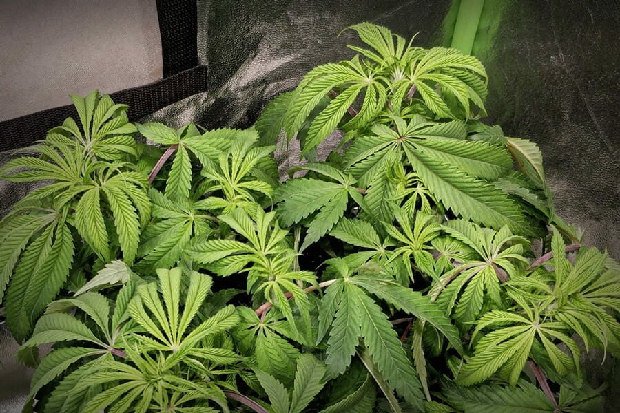 Wiet kweken: hoe herken en verhelp je overvoeding?