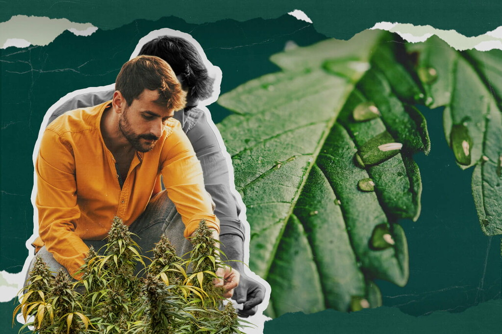 Wat is guttatie bij wiet? Alles wat je moet weten!