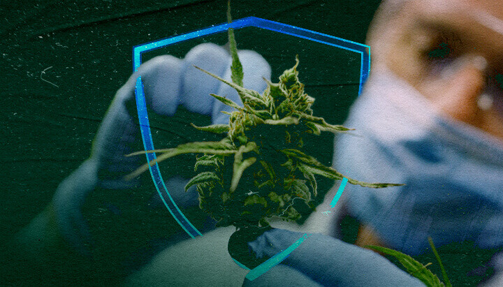 Cannabisextracten: de toekomst van organische fungiciden?