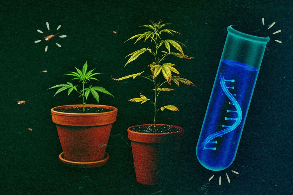 Waarom vrezen wietkwekers het cucurbit chlorotic yellows virus?