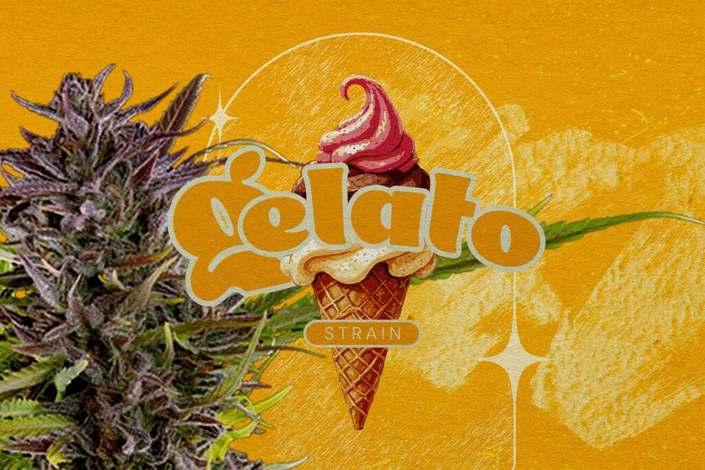 Gelato strain review: smaak, effecten, THC percentage en meer