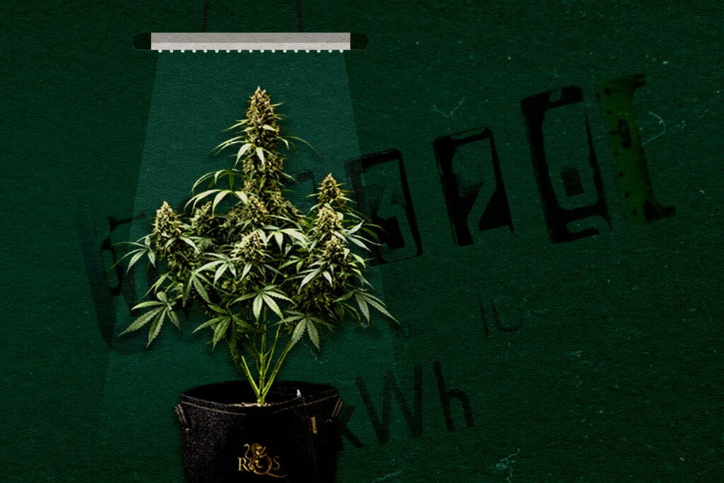 Binnen kweken? Zo kies je kweeklampen met het juiste wattage!