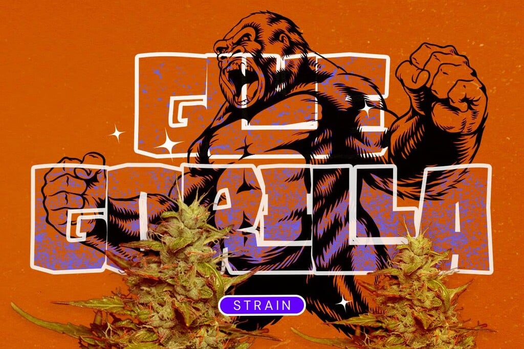 Royal Gorilla strain (GG4): een krachtige hybride die de hype waarmaakt