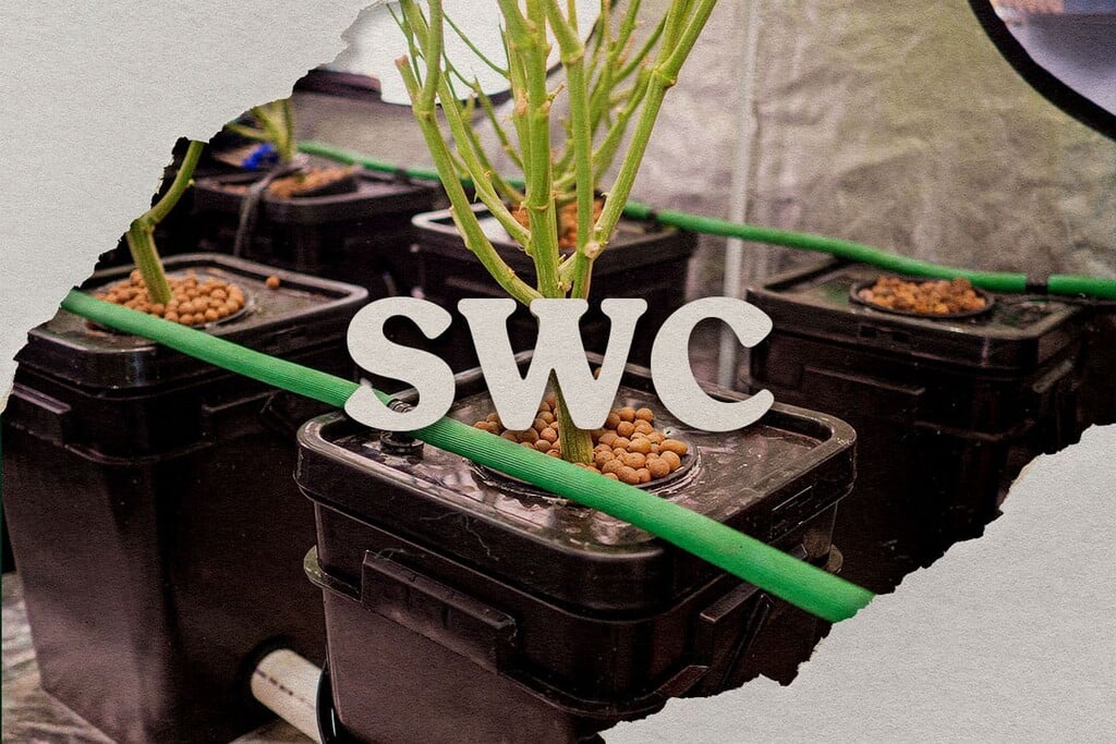 Hoe kweek je thuis geweldige wiet met shallow water culture?