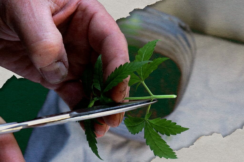 Beste cannabis strains om te klonen