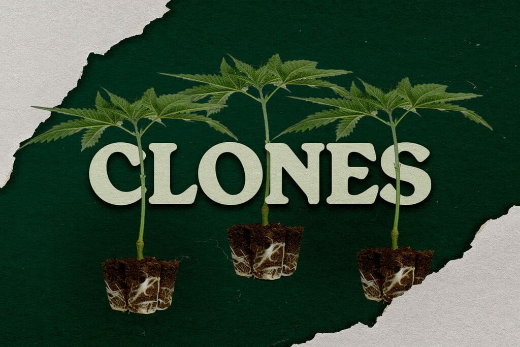 Voordelen van cannabis kweken uit een kloon