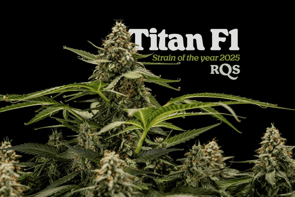 Titan F1 als strain van het jaar 2025