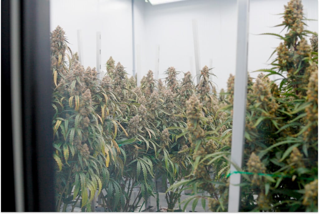 Effect van steenwol en irrigatie op cannabisopbrengst en potentie
