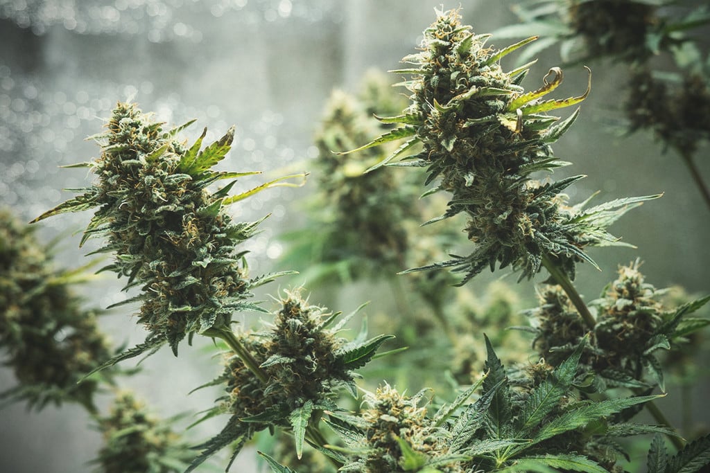 Tips voor het binnenkweken van Autoflowering Cannabis Zaden