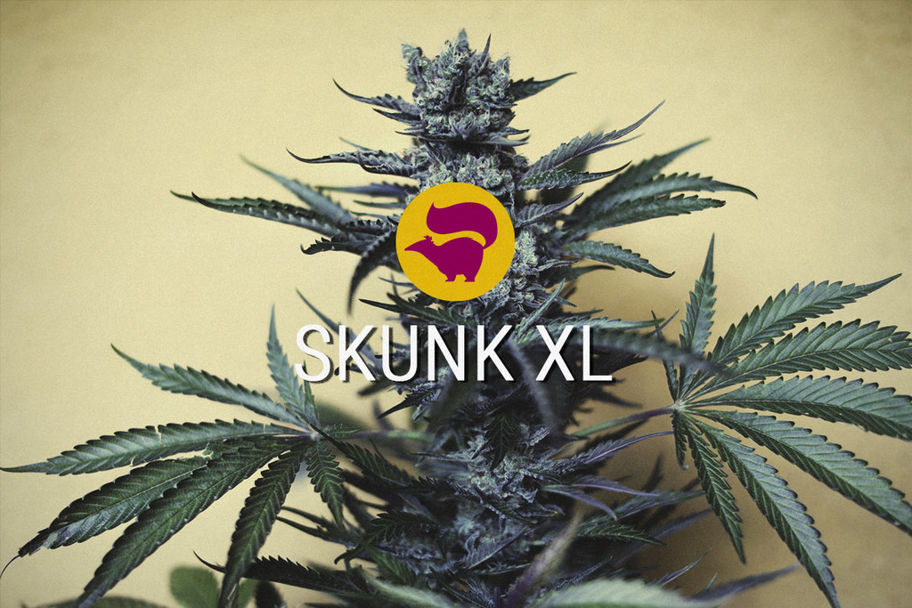 Skunk XL Gefeminiseerde Cannabis Zaden