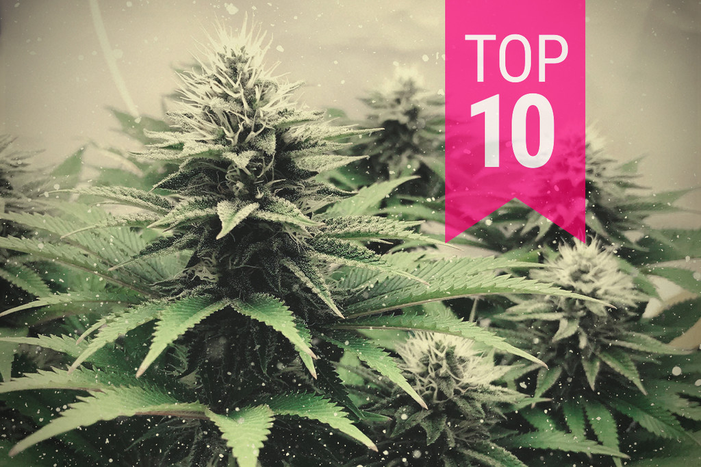Top 10 cannabissoorten voor koudere klimaten, 2019-editie