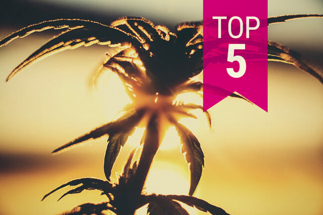 Top 5 cannabissoorten voor warmere klimaten (2020 Update)