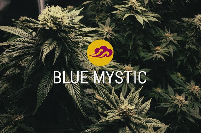 Blue Mystic: Veredeld voor smaak en ontspanning