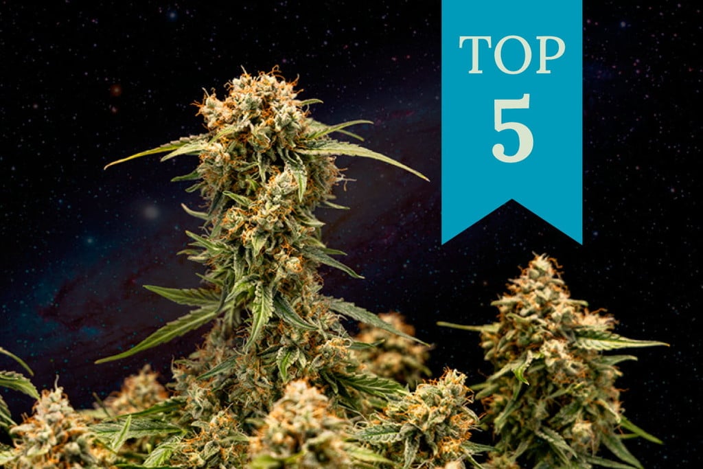 Top 5 cannabis strains voor een goede nachtrust