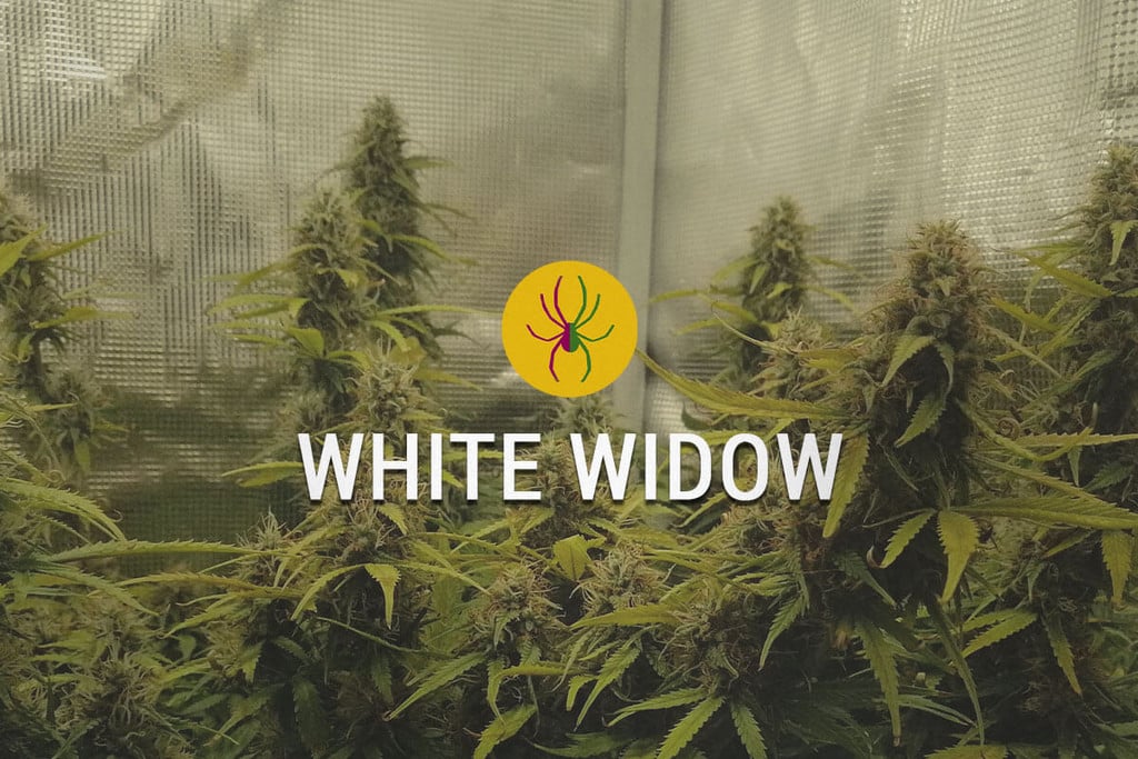 White Widow Gefeminiseerd Cannabis Zaden