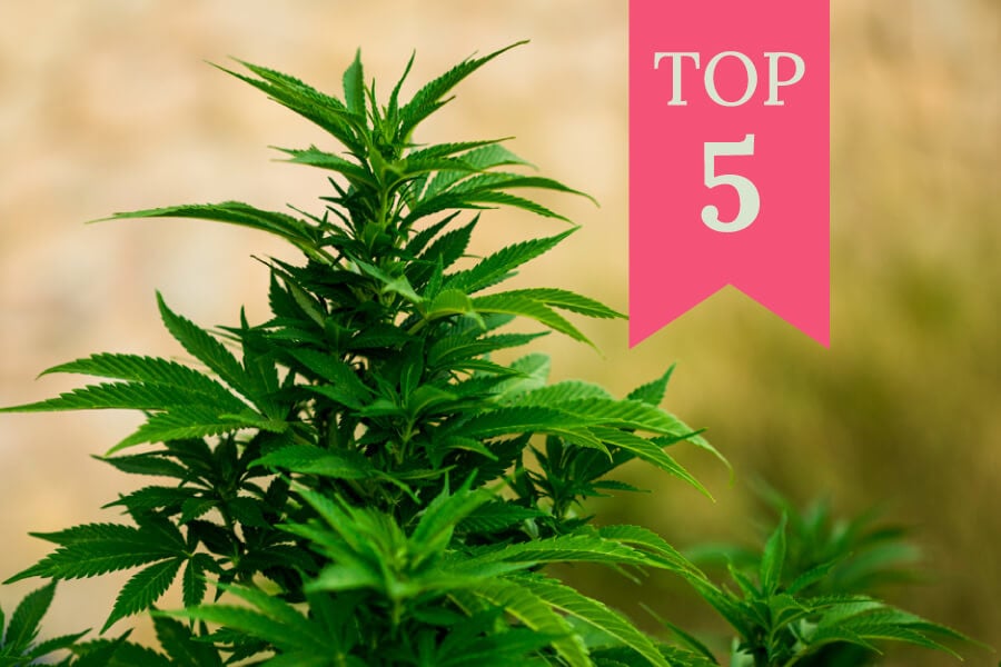 De top 5 feminized strains om buiten te kweken (2024)