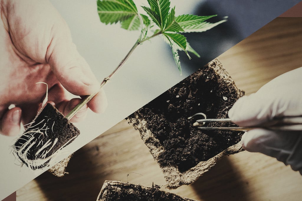 Cannabis kweken: Zaden versus Klonen