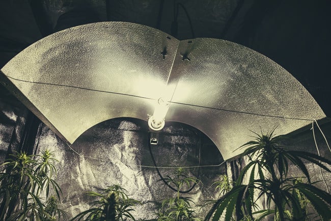 De verschillende types verlichting voor cannabis: De voor- en nadelen