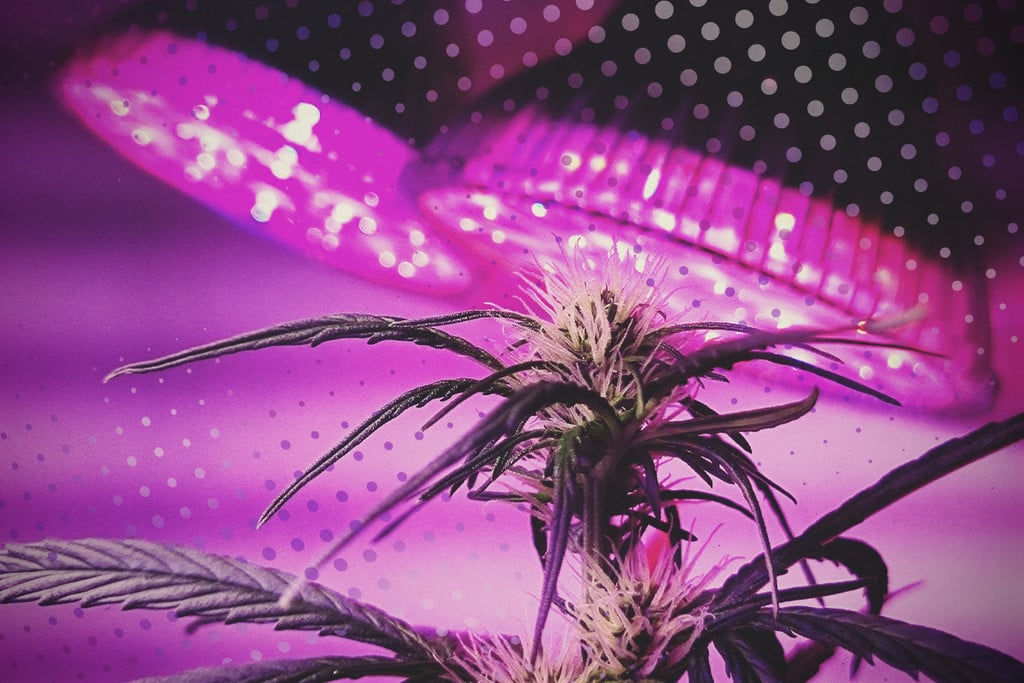 Haal het meeste uit je LEDs: 5 tips voor het kweken van cannabis met LED
