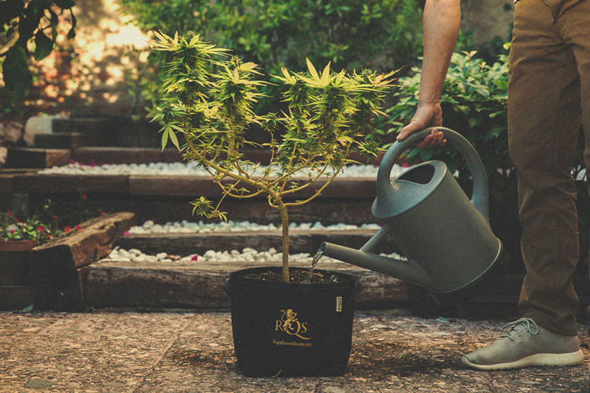 Hoe en Wanneer Je Marijuana Planten Kunt Spoelen