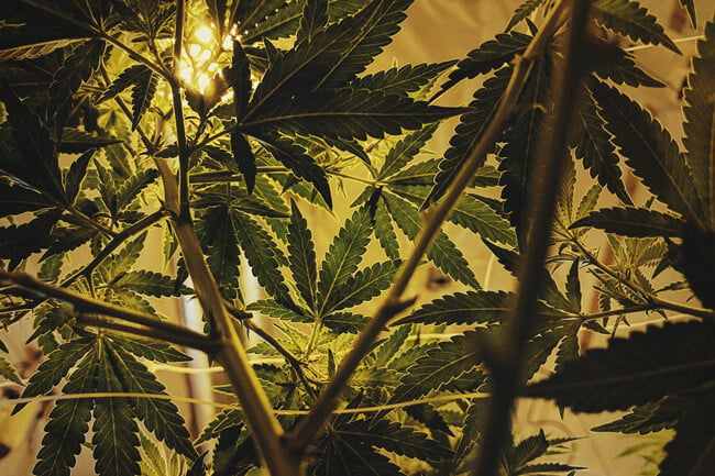 De Perfecte Lichtschema’s Voor Autoflower Cannabis