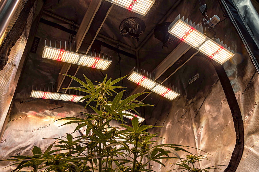 Hoe Kun Je Cannabis Uit Zaad Kweken Onder 12-12-Verlichting