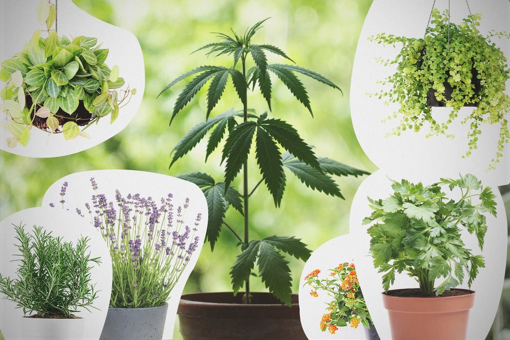 Combinatieteelt Voor Cannabis: Wat Je Moet Weten