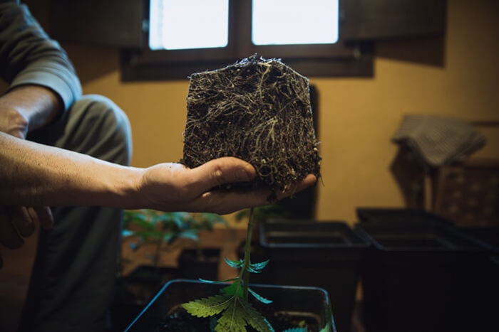 Hoe En Wanneer Moet Je Wietplanten Verpotten?